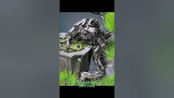Tác Phẩm Bonsai Dáng Thác Đổ Đẳng Cấp - Vẻ Đẹp Tuyệt Vời Của Nghệ Thuật Cây Cảnh. 701. #shorts