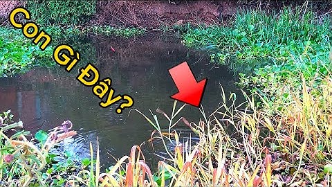 Câu Cá Long An câu CÁ RÔ ĐỒNG gặp Phải Hàng Khủng / Giật Cá Sướng Tay @Caucalongan62