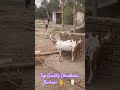 Top Quality Barbarii 👌🐐 #goatfarmingindia #bakripalanbusiness #topqualitybarbari #bakripaln