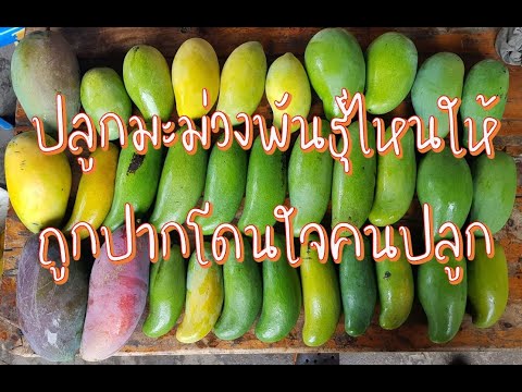 ปลูกมะม่วงพันธุ์ไหนให้ถูกปากโดนใจคนปลูก