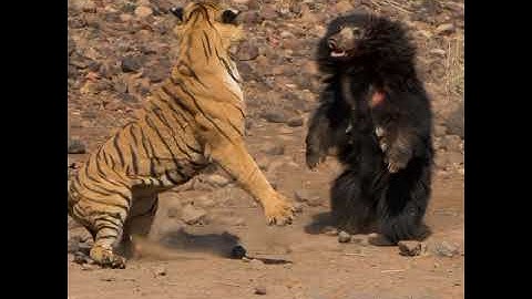 FOREST IS MINE__SAYS BEAR@DRSKSINGHCHANNEL JAI SHREERAM