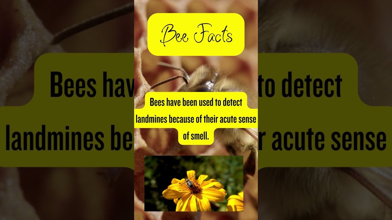 Bee Conservation Efforts 🌼 