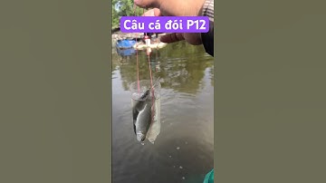 Chuyên mục câu cá đói 😁 #fishing #cauca #cuacagiaitri #caucathugian