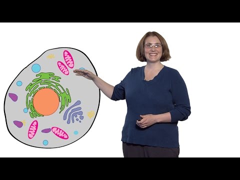 Margaret Gardel (U. Chicago): What is Cytoplasm?