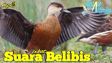 Suara Pikat Belibis Jernih || Pikat Belibis mp3