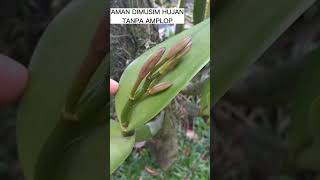 CATLLEYA KNOP AMAN DIMUSIM HUJAN TANPA AMPLOP