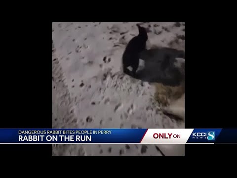 Dangerous rabbit has bitten at least 2 Perry residents