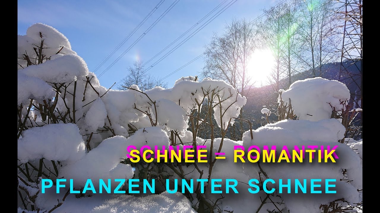 Schnee-Romantik | Österreich | Pflanzen unter Schnee video editing software free
