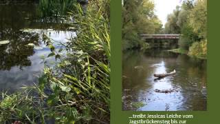 Trauerweiden Wildis