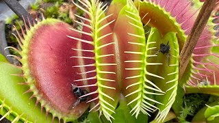 Over winter Venus flytraps