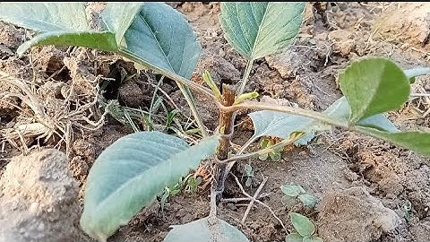 Chăm Sóc Hoa Thược Dược Trồng Muộn Cho Hoa Nở  Vào Dịp Tết