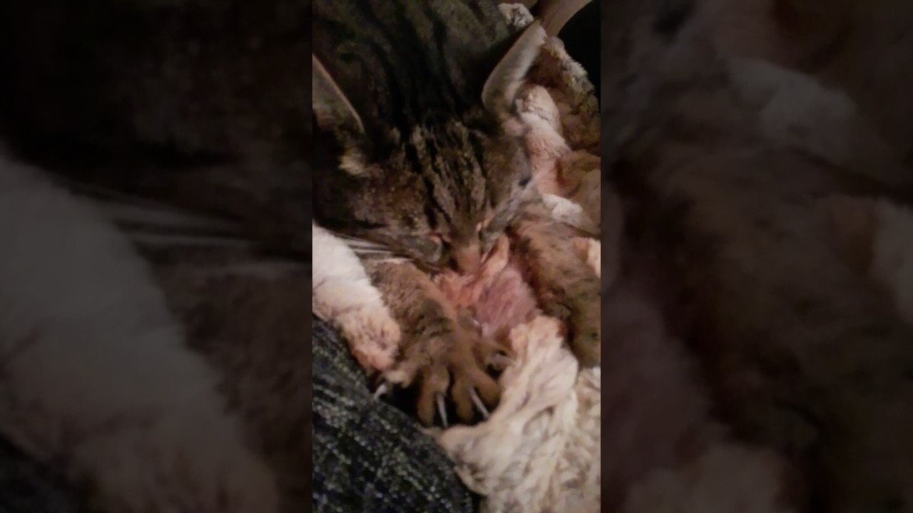 Katze Nuckelt An Der Decke Youtube