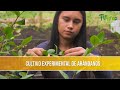 Cultivo Experimental de Arandanos - TvAgro por Juan Gonzalo Angel Restrepo