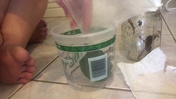 MESS-FREE WAY TO FEED YOUR MANTIS FRUIT FLIES