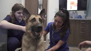 Animal Science Studies | Leander ISD CTE