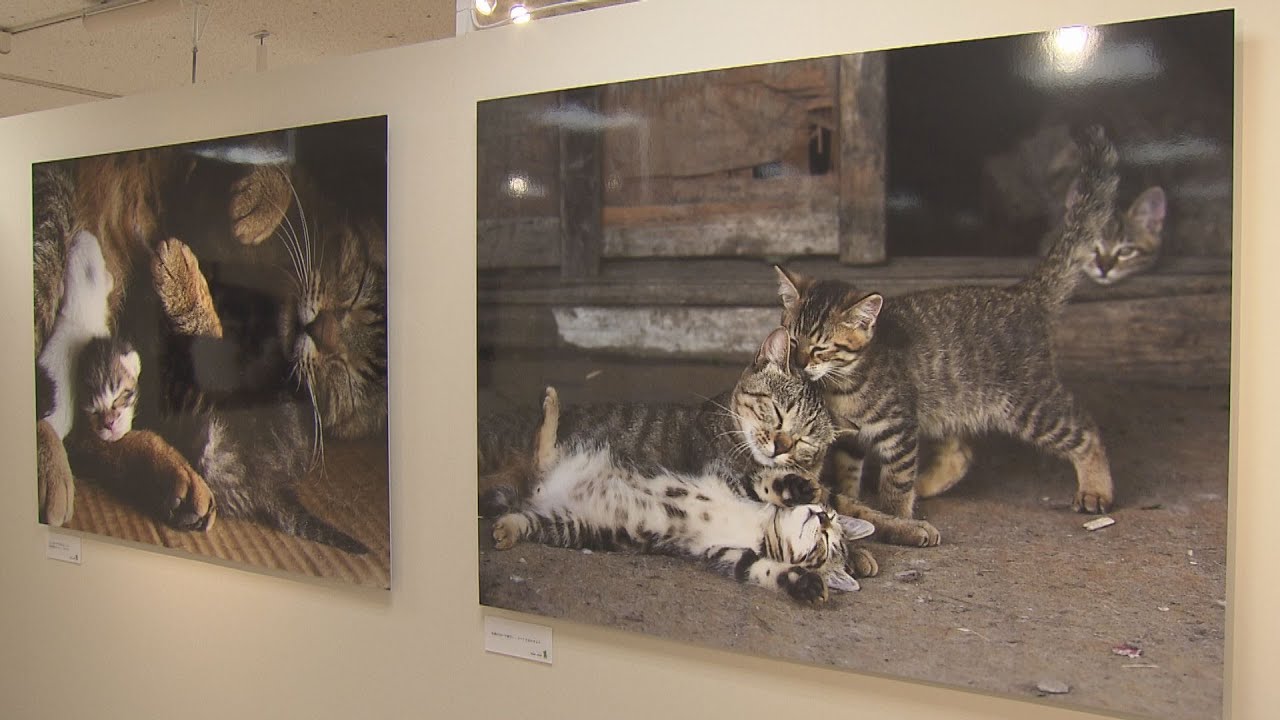 ネコ好きの心くすぐる写真展 岩合光昭さんのこねこ【HTBニュース