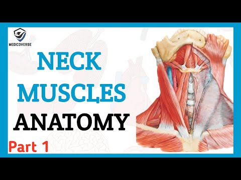 NECK MUSCLES ANATOMY || ORIGIN , INSERTION AND ACTION || NECK MUSCLES PART 1