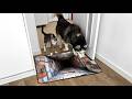 Watch Dogs and Cats React to Impossible 3D Rug