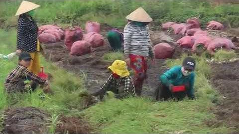 Thu hoạch kiệu ở Tam Nông- Đồng Tháp