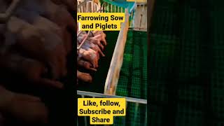 FARROWING SOW PIGS SWINE AND PIGLETS IN FARROWING CAGE #farrowing #piglets #piggery #PIG #shorts