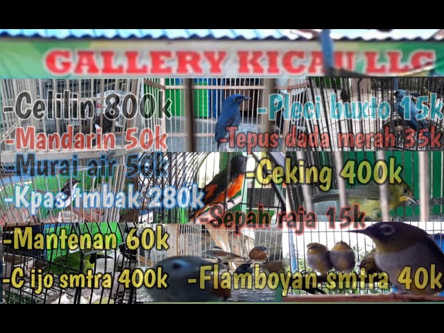 Update harga burung terbaru, harga burung cililin.Galery kicau Lubuklinggau.Harga murah, Bersahabat. class=