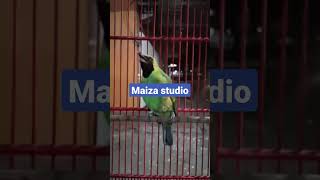 cucak ijo tembakan Tengkek panjang//part 1#short