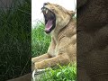 つむぎさん ズームアップ 長野市茶臼山動物園 #zoo