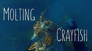 Molting Crayfish