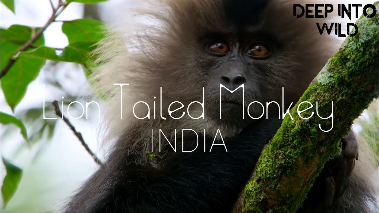 Lion Tailed Monkey | Stock Footage #47 | Deep Into Wild |