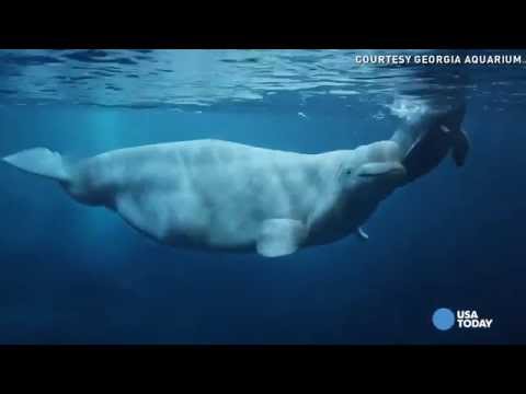 Video Clip cá voi trắng đẻ con - youtube
