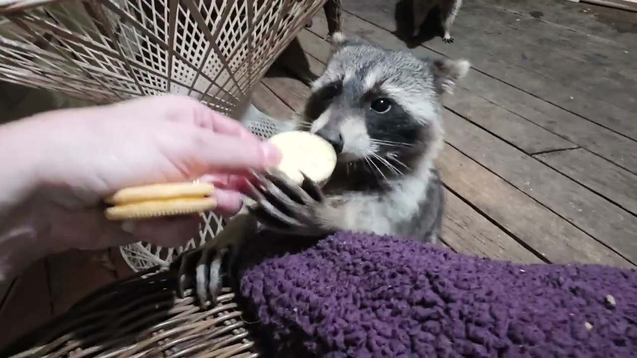 Happy Sunday March 1st ❤️❤️ my adorable raccoons spending their night with me