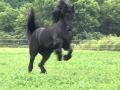 FPS Approved Friesian Stallion Sipke 450