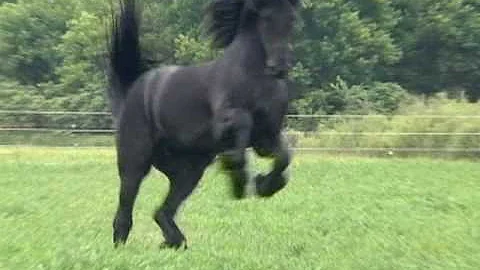 FPS Approved Friesian Stallion Sipke 450