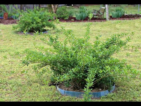 Video: Bụi cây Forsythia - Mẹo Chăm sóc Forsythia