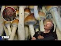 Bill Burr's Mushroom Epiphany - YMH Highlight