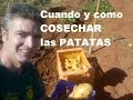 Cultivo de PATATAS. Cuando y como cosechar.