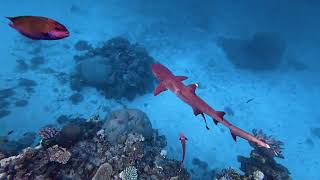 The Reef Sharks in Kuata Island, Fiji