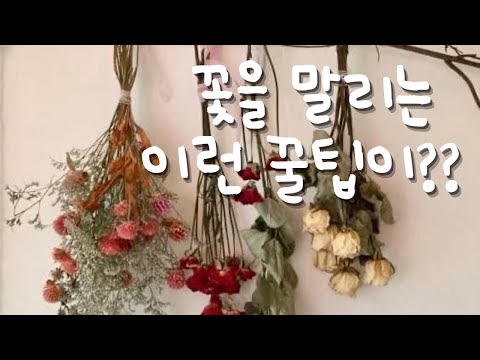 (ENG sub)선물 받은 꽃다발을 말리고 싶어? 드라이 플라워 만들기 꿀팁!! 꽃집 창업 꿀팁! /how to make dry flower