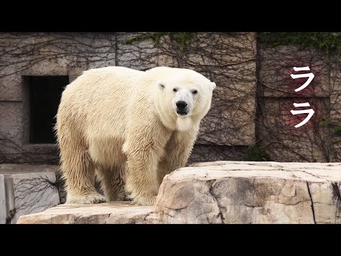 円山動物園 ガチャ 木製キーホルダー ホッキョクグマ ララファミリー 5点セット 円山動物園 ガチャ 木製キーホルダー ホッキョクグマ ララ