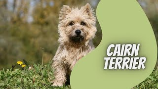 Cairn Terrier  Video Rasseportrait