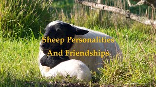 Sheep Personalities and Friendships