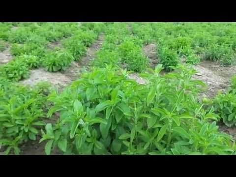 Stevia Crop North