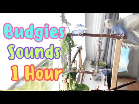 1 Hour Budgie sounds | Chirping of parrots | Parakeets sing