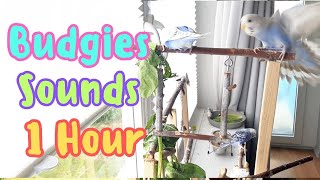 1 Hour Budgie sounds | Chirping of parrots | Parakeets sing