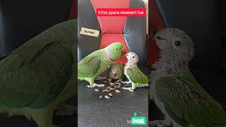 Beautiful ♥️ Moment 🦜 #parrot #Pets #birds #shorts #BestVibes