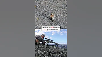 Охота в Якутии на Хараулахского снежного барана. (Выстрел на 400 метров)