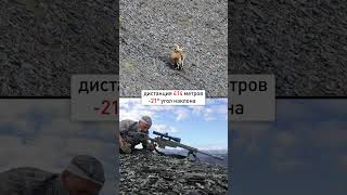 SNOW SHEEP HUNTING (North of Yakutia)