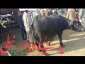 Beautiful buffalo for sale gujjar tv arifwala20 december 2023