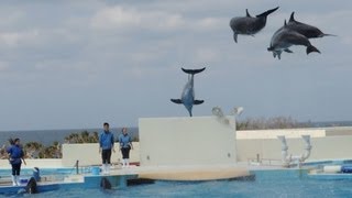 Dolphin show 海豚表演