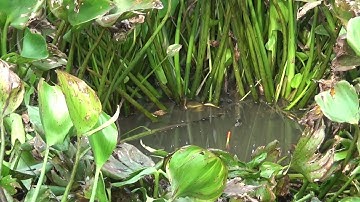 câu cá , câu cá đồng dưới đám lục bình lâu năm.